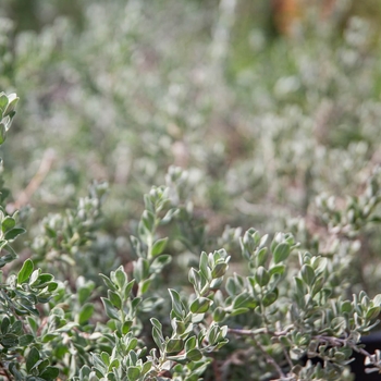 Leucophyllum frutescens