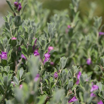 Leucophyllum frutescens 'Heavenly Cloud' 