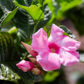 Mandevilla 