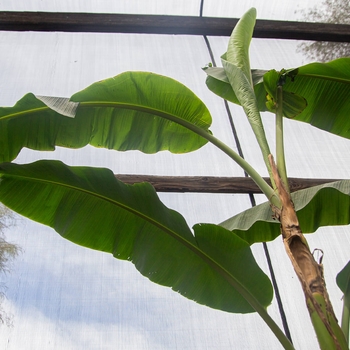 Musa acuminata 'Ice Cream' 