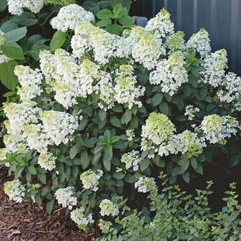 Hydrangea paniculata 'ILVOBO' PP 22,782, Can 4910