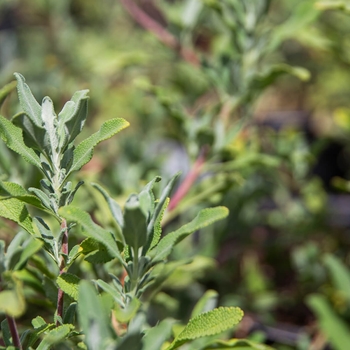 Salvia clevelandii