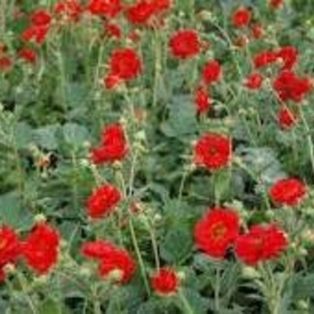 Geum 'Double Bloody Mary' 