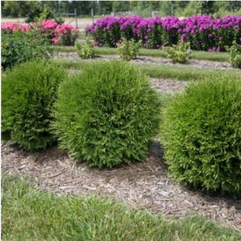 Thuja occidentalis 'Little Giant' 