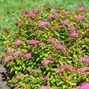 Spiraea japonica 'Minspiz02' PP28,223