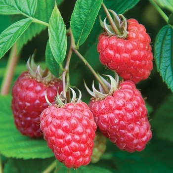 Rubus 'Joan J' 