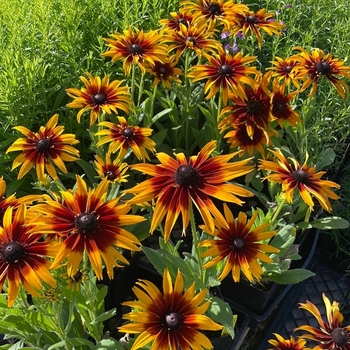 Echibeckia 'Blazing Fire' PPAF