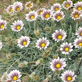 Gazania 'Aztec' 