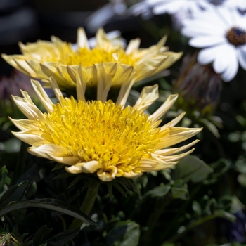 Gazania rigens 'Cremazu'