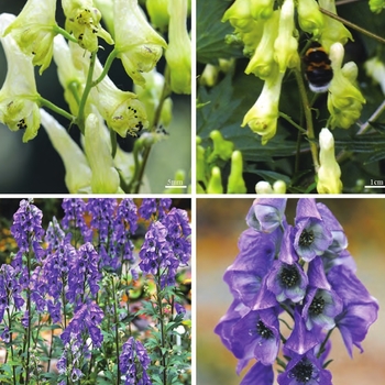 Aconitum 'Multiple Varieties' 
