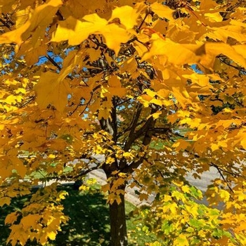 Acer platanoides 'Pond' PP4887