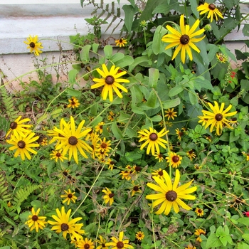 Rudbeckia mollis