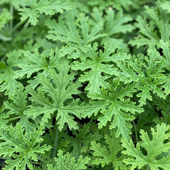 Pelargonium citrosum