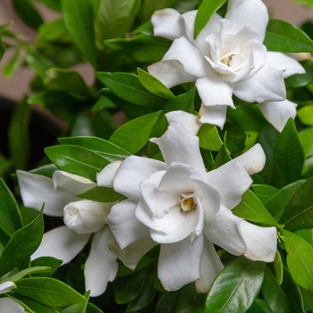 Gardenia jasminoides 'Radicans' 