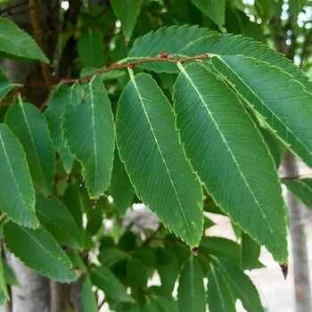 Zelkova serrata 'Green Vase' PP05,080