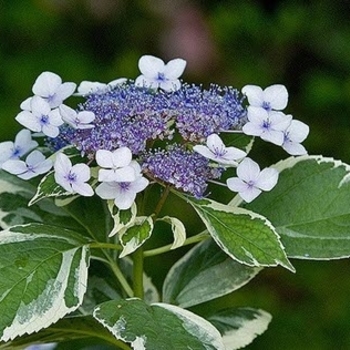 Hydrangea macrophylla 'Mariesii Variegata' 