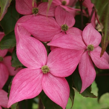 Cornus kousa 'Rutpink' PP28311