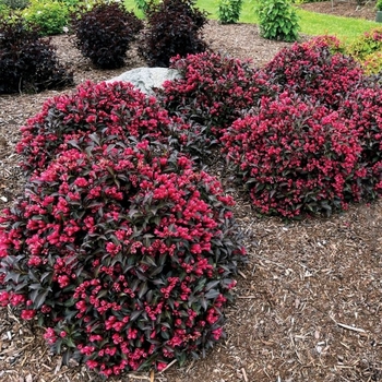 Weigela 'Electric Love®' PP31433