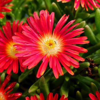 Delosperma cooperi 'Hot Red Wonder' 