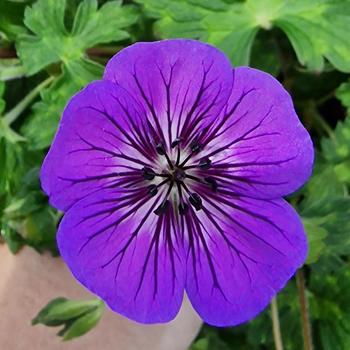 Geranium 'Mary Anne' PP34576