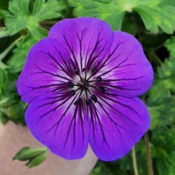 Geranium 'Mary Anne' (300854)
