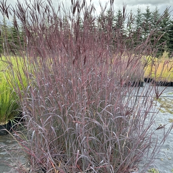 Andropogon gerardii 'Holy Smoke' 
