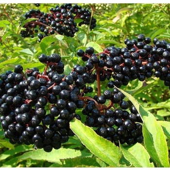 Sambucus canadensis 'Nova' 