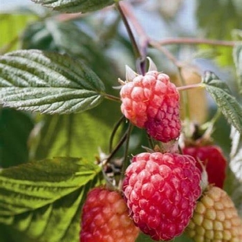 Rubus idaeus 'Indian Summer' 
