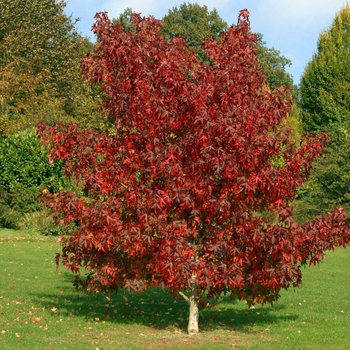 Liquidambar styraciflua 'Worplesdon' 