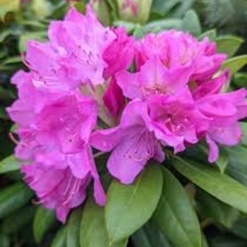 Rhododendron 'English Roseum' 