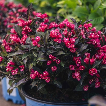 Weigela 'Spring2' PPAF CPBRAF