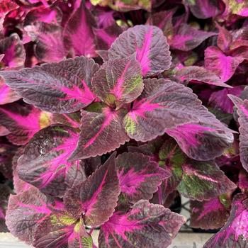 Perilla frutescens 'Magilla™'