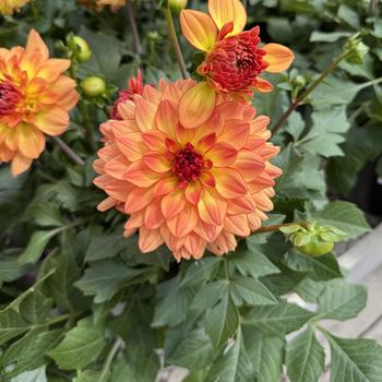 Dahlia Venti™ 'Tequila Sunrise Improved' (300903)