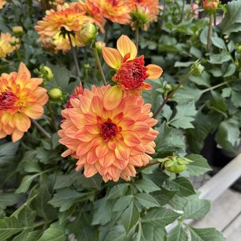 Dahlia 'Tequila Sunrise Improved' USPP32545P2