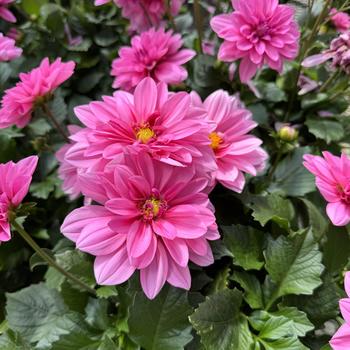 Dahlia 'Daniogtredive' PP25010P2