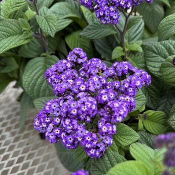 Heliotropium arborescens 'Fragrant Delight' 