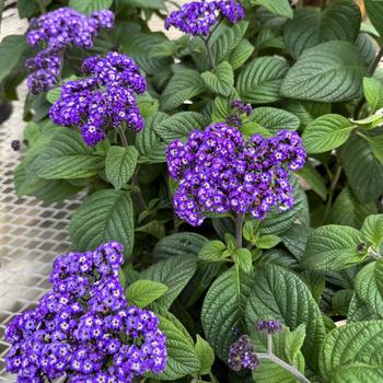 Heliotropium arborescens 'Fragrant Delight' (300907)
