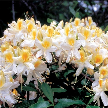 Rhododendron 