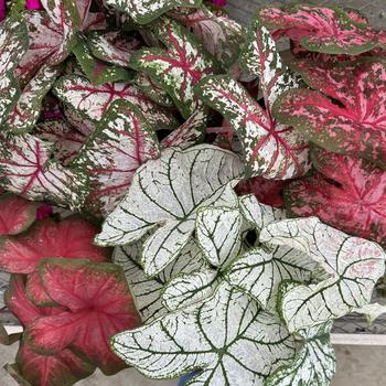 Caladium hortulanum