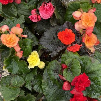 Begonia x hiemalis Solenia® '' (300944)