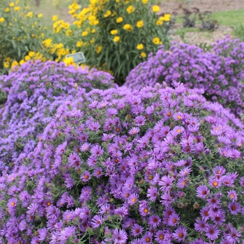 Aster oblongifolius x novae-angliae 'Thunderdome' 