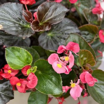 Begonia benariensis