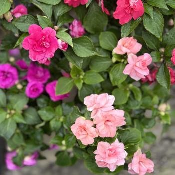 Impatiens walleriana Rockapulco® Mixture