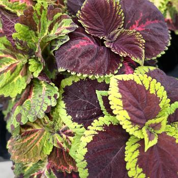 Coleus scutellarioides