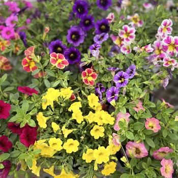 Calibrachoa Superbells® '' (300956)