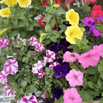 Petunia Supertunia® '' (300958)