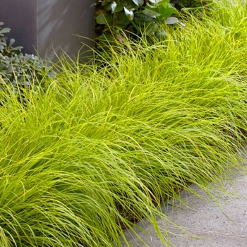 Pennisetum alopecuroides 'JS Jommenik' PP27435