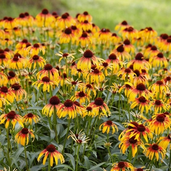 Echinacea purpurea 'Fiery Meadow Mama™' PP29722