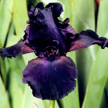 Iris germanica 'Superstition' 
