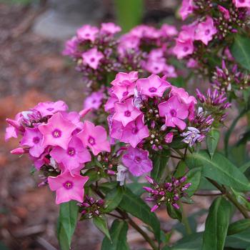 Phlox paniculata 'Ditomdre' PP20,907